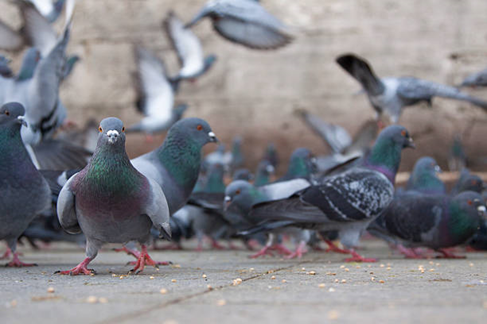 Birds