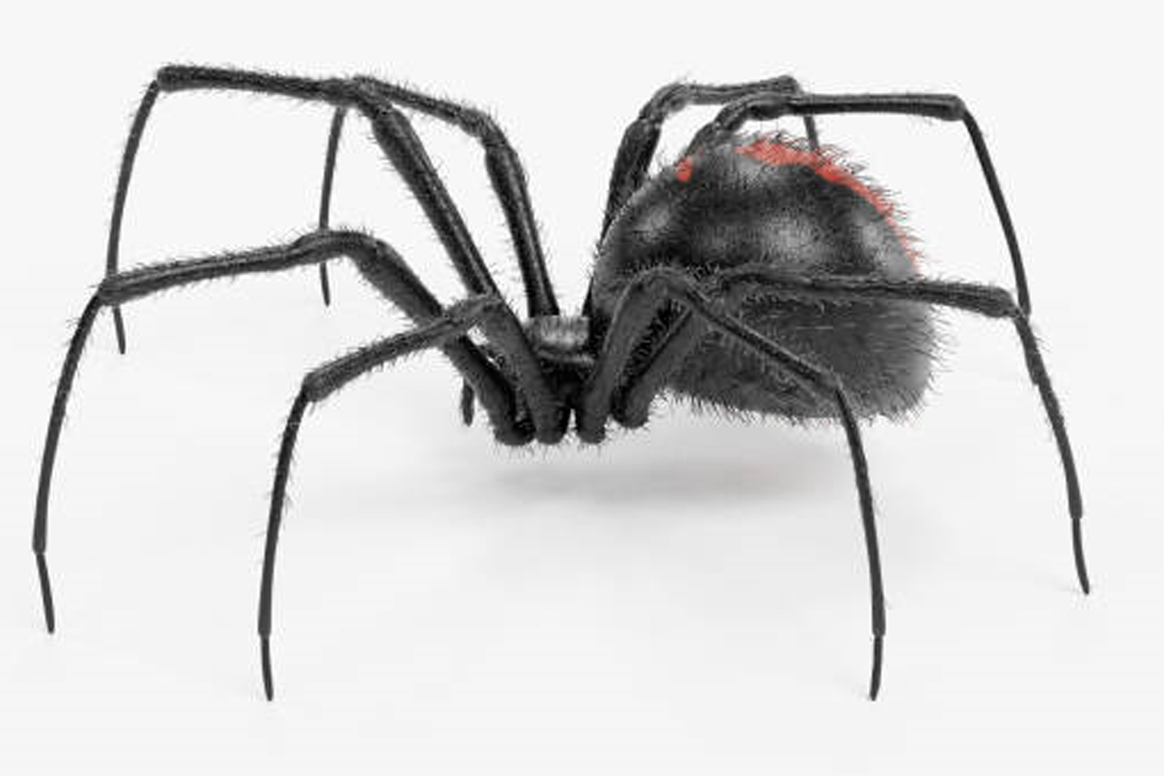 Spiders