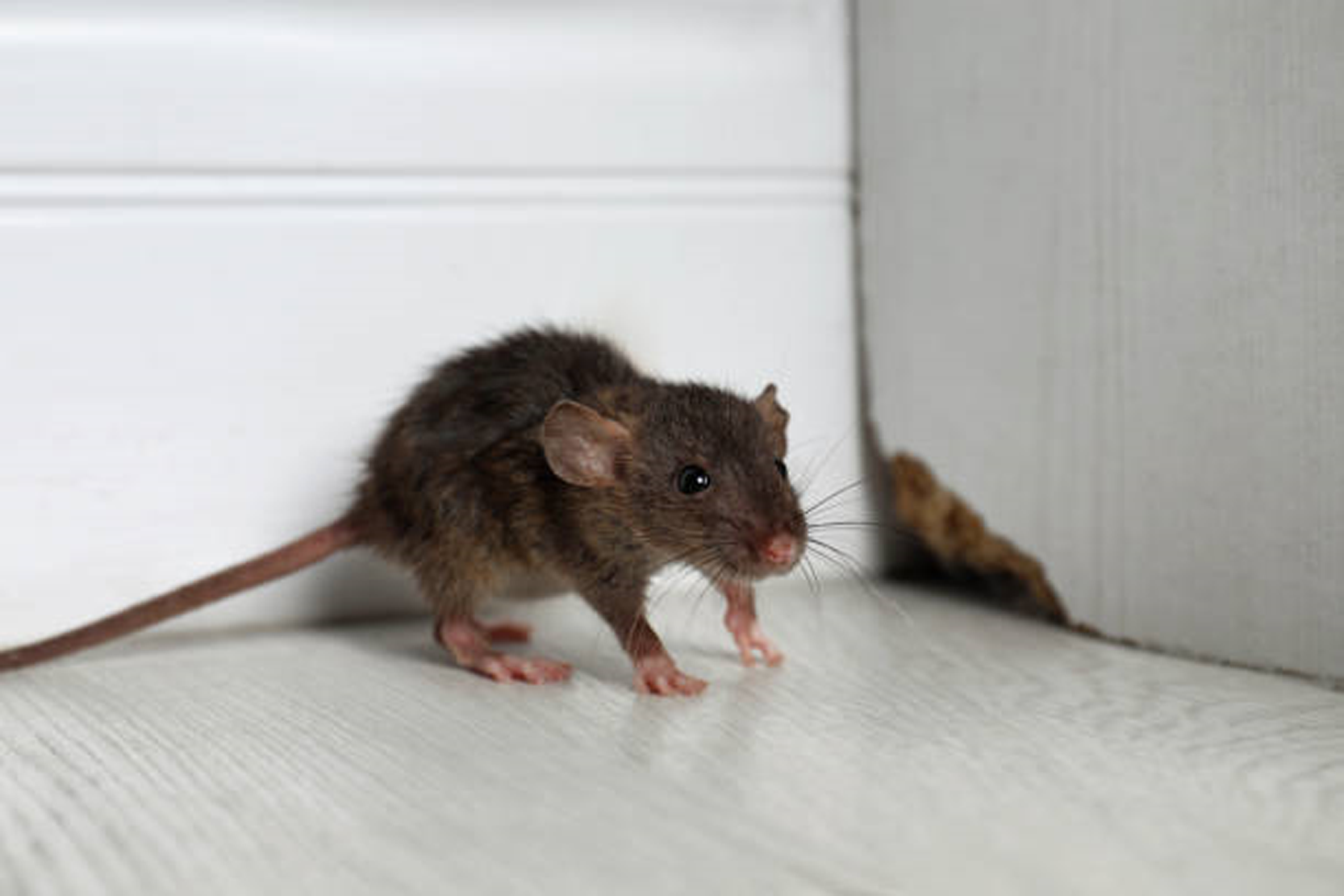 Rodents