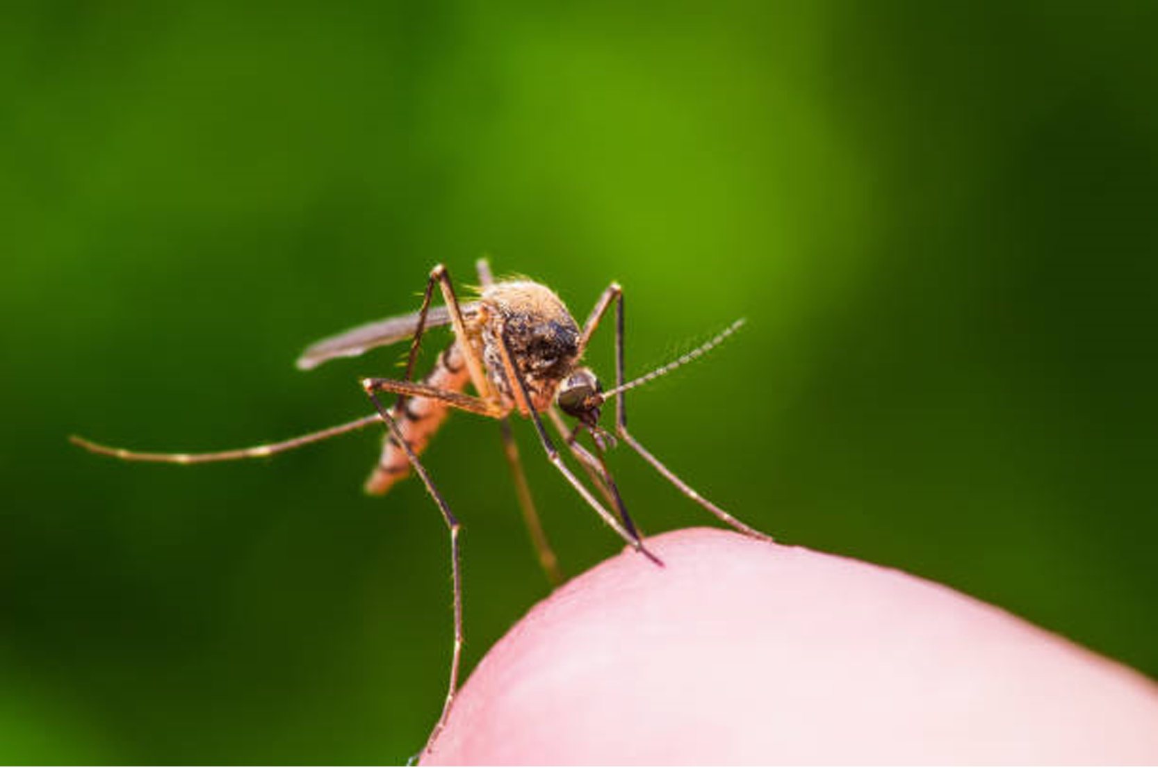 Mosquitos