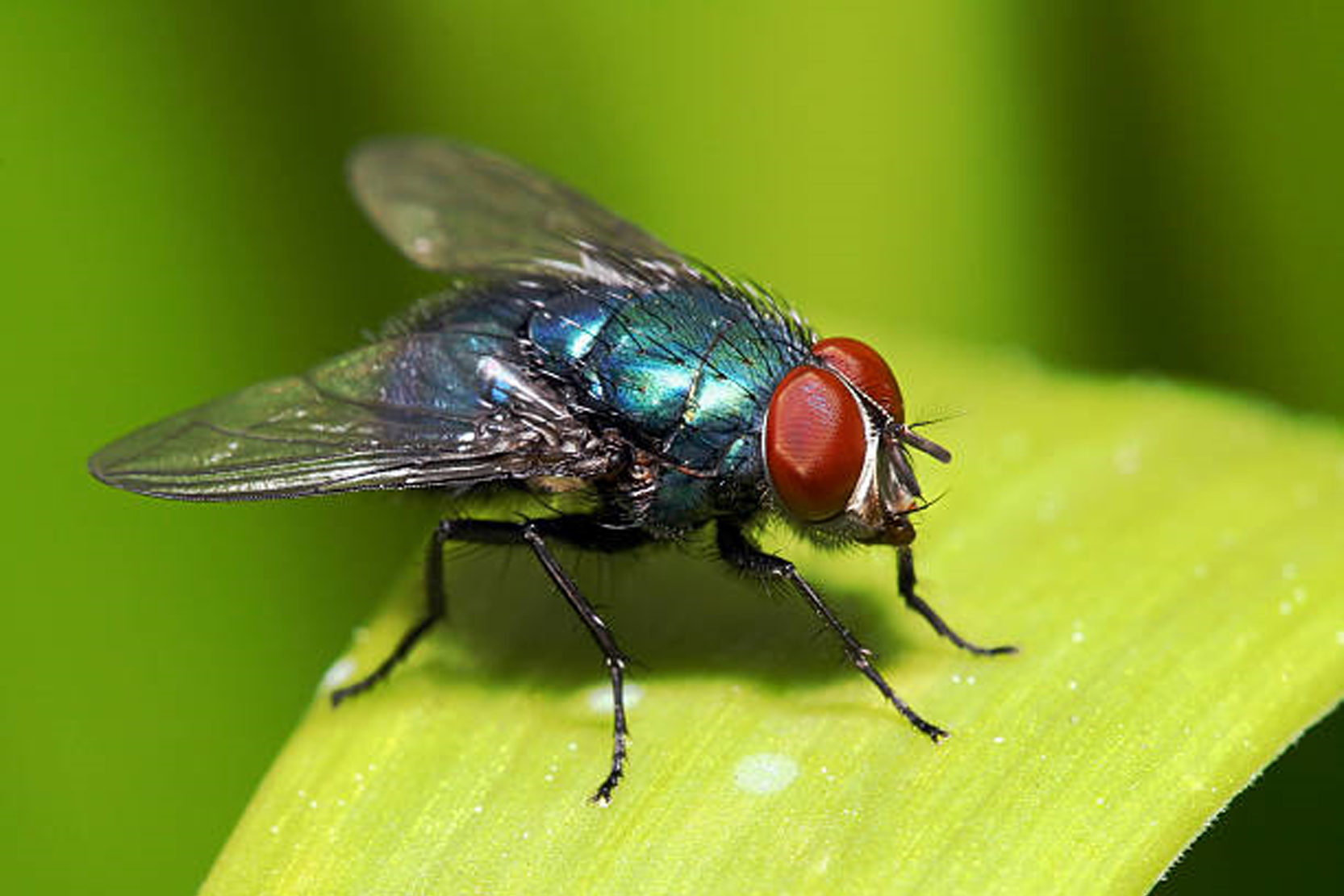 Flies