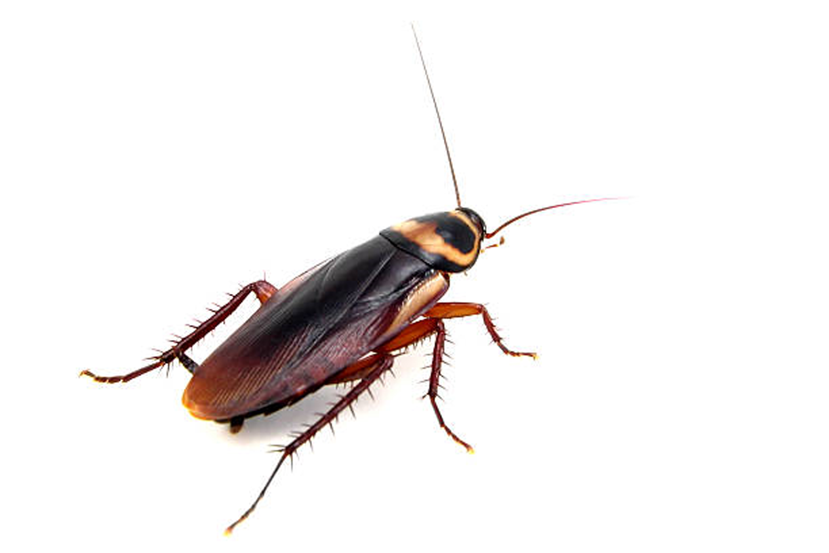 Cockroaches