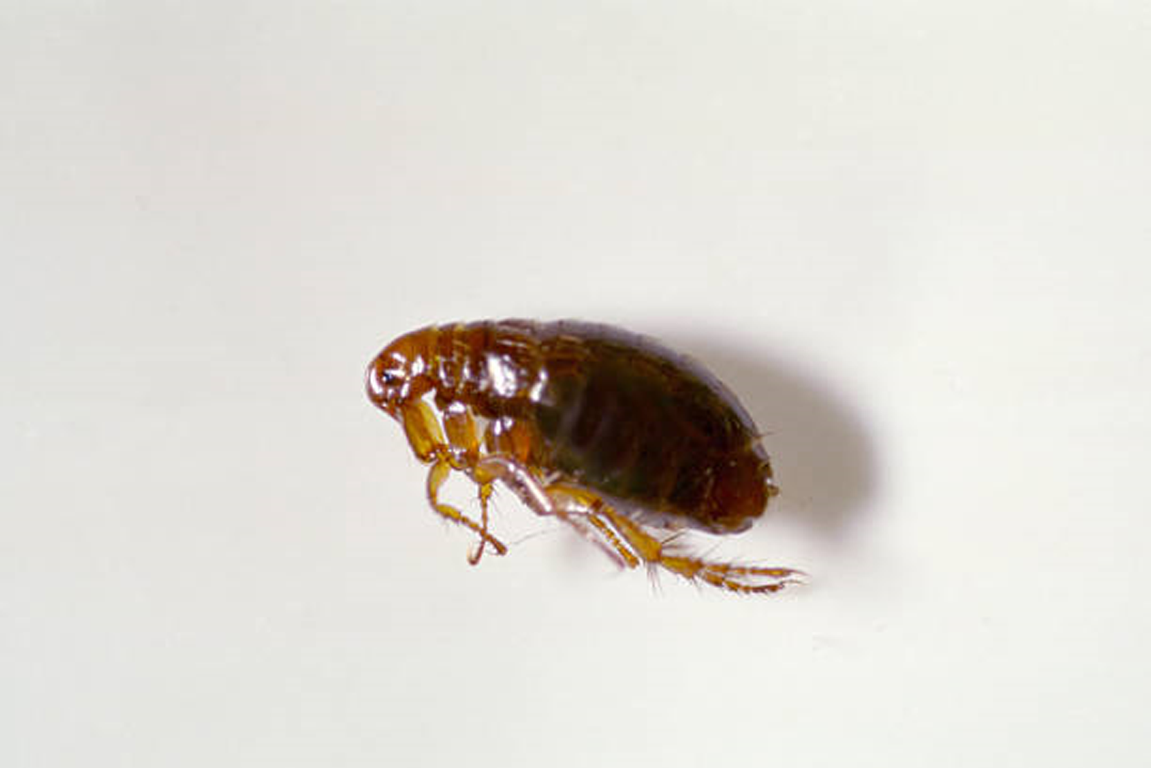 Fleas