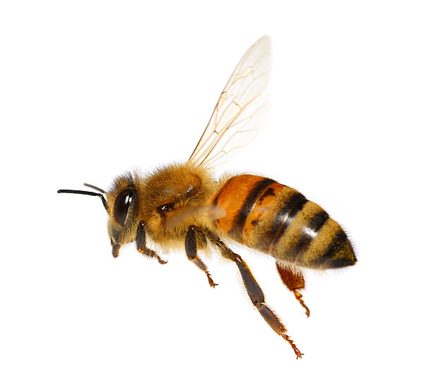 Bees